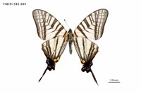 藏品(劍鳳蝶)的圖片